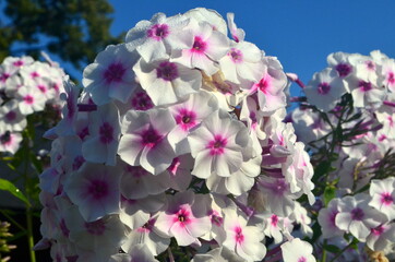 Wall Mural - White Phlox with pink center (Phlox paniculata) in the garden
, close-up. White flowers with raindrops, White Phlox flowers with red eye
