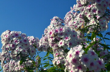 Wall Mural - White Phlox with pink center (Phlox paniculata) in the garden
, close-up. White flowers with raindrops, White Phlox flowers with red eye
