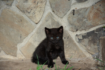 Sticker - small black cat