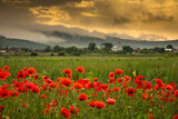 Fototapeta  - Field with poppies in Cristur, sunrise
  and fog, Sieu, Bistrita, Romania, 2020