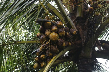 Coconuts on a coconut tree, a flowered coconut tree