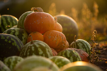Poster - Watermelons and pumpkins on the field.