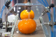 close up orange citrus washing on conveyor belt at fruits automation water spray cleaning machine in production line of fruits manufacturing. agricultural industry and innovation technology concept.
