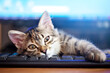 Happy cute kitten lying on the keyboard. Cozy morning at home. Background with space for copying. Selective focus. Horizontal.