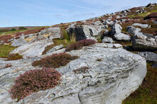 Rugged Moorland With Large Rocks And Flowering Heather. Goathland, UK.