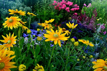 Wall Mural - Colorful flowers bloom in the summer garden. beautiful garden flowers