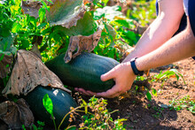 A Man Checks The Quality Of A Pumpkin In A Green Field. Organically Produced For Fresh Consumption And A Healthy Lifestyle.