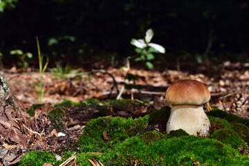 Boletus edulis edible mushroom