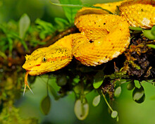 A Yellow Eyelash Viper Tastes The Air While Slithering Along A Branch In The Rainforest - Costa Rica 