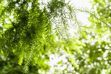 Wall Mural - green leaf blur background nature landscape