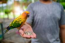 A Lovebird Is Eating Dry Sunflower Seeds In Hand.