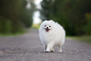 Sticker - happy white pomeranian spitz dog walking outdoors in summer