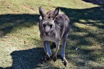 Wall Mural -  Wild grey kangaroo resting in the park