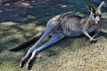  Wild Grey Kangaroo Resting In The Park