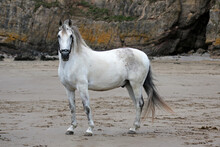Grey Horse On Beach