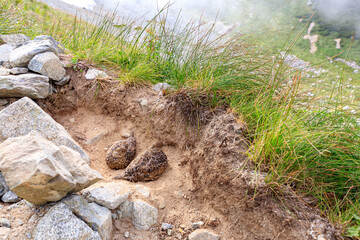 登山道の隅で休憩する雷鳥たち