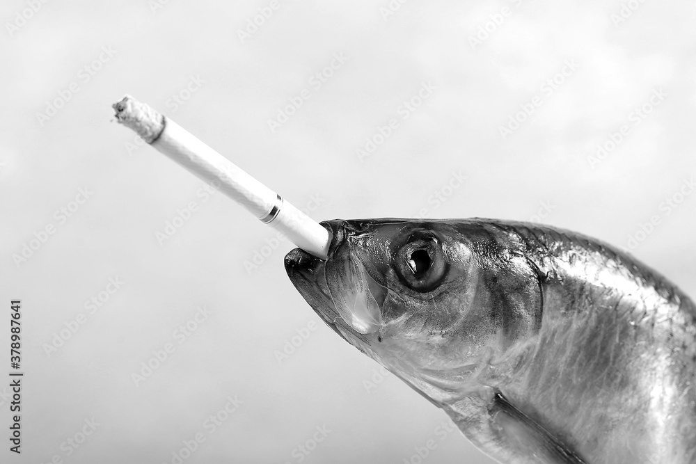 fish head with a cigarette in its mouth Stock Photo