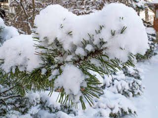 heavy snow fallen on the needles of a  pine tree in a forest