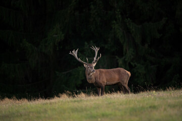 Wall Mural - red deer on the meadow. deer during rutting season. deer patrol on the meadow. european wildlife nat