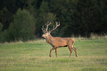 Wall Mural - red deer on the meadow. deer during rutting season. deer patrol on the meadow. european wildlife nat