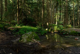 Fototapeta  - stream in the woods