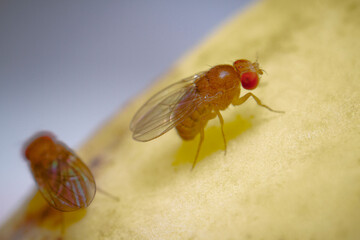 super macro shot tiny fruit flies on the top of a banana skin