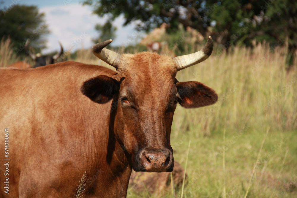 Foto de Stock Cattle farming in the Northwest of South Africa, Dome ...