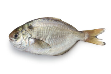 Wall Mural - japanese butterfish isolated on white background