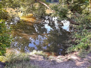 Wall Mural - stream in the forest