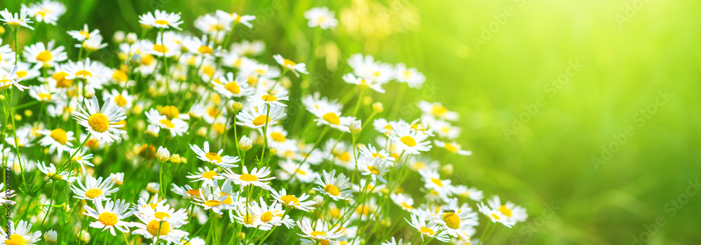 Chamomile flowers (Matricaria recutita), blooming plants in the spring meadow on a sunny day, closeup with space for text - obrazy, fototapety, plakaty 