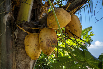 Coconut palm tree with yellow young coconuts in Bali. 