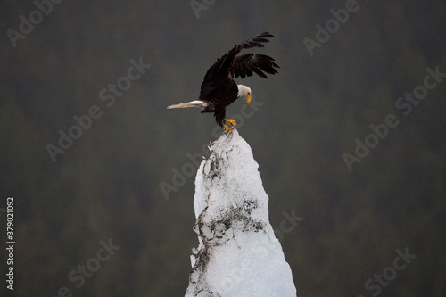 Bald Eagle Landing on Iceberg, Alaska