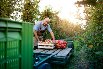 Active senior man farmer arranging freshly harvested apple fruit in orchard.