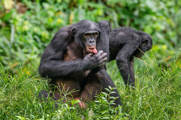 Wall Mural - The Bonobo male sitting on the grass and licks his hand. Green natural background. The Bonobo, Scientific name: Pan paniscus, earlier being called the pygmy chimpanzee.  Democratic Republic of Congo.