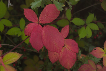 Poster -  2020-09-19 RED LEAVES ON A HIMALAYAN BLACKBERRY BUSH