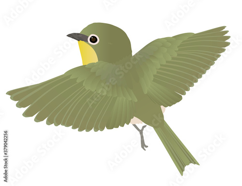 身近な野鳥メジロのベクターイラスト Buy This Stock Vector And Explore Similar Vectors At Adobe Stock Adobe Stock