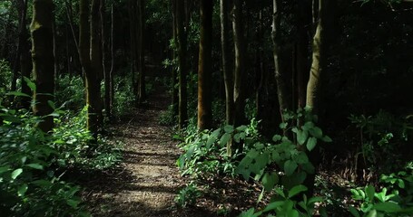 Wall Mural - Hiking trail in tropical forest