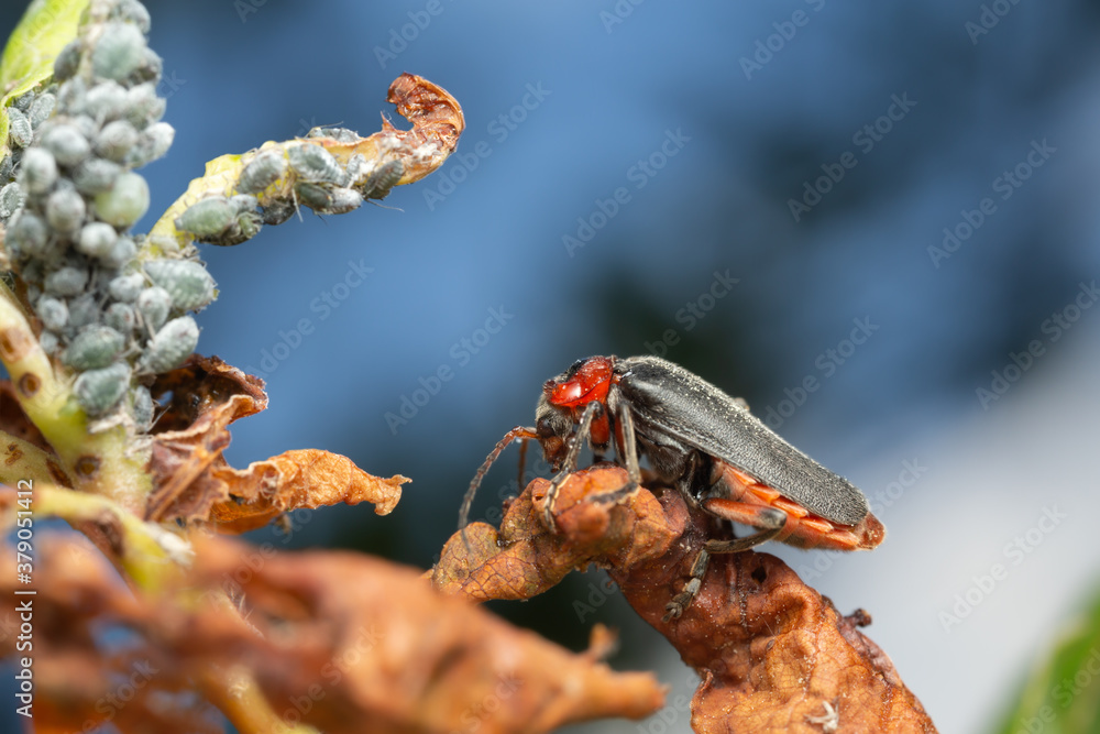 Soldier beetle, Cantharis rustica and aphids Stock Photo | Adobe Stock