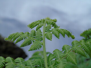 fern leaves