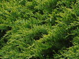 Fototapeta Sypialnia - green fern background