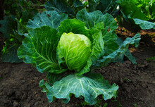 A Large Head Of Cabbage Grows On The Ground. Autumn On The Farm. Vegetable For Preparing Autumn Dishes.