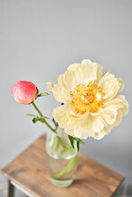 Bud And Opening Into A Flower. Coral Peonies In A Glass Vase On Wooden Table. Beautiful Peony Flower For Catalog Or Online Store. Floral Shop Concept . Beautiful Fresh Cut Bouquet. Flowers Delivery.