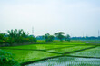 © Noni - rice field