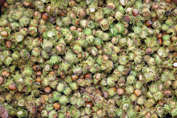Wall Mural - fresh green hazelnuts