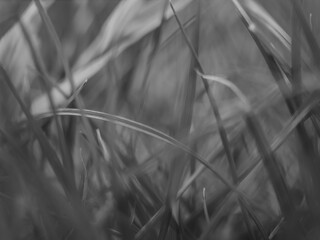 close up of grass