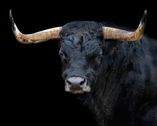 Portrait Of A Bull With Black Background