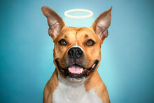American Staffordshire Terrier With A Golden Halo Over His Head. Close-up Portrait Of A Funny Beautiful Dog In A Christmas Angel Costume Looking Into A Camera Isolated On A Winter Blue Background