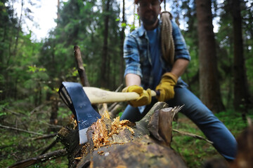 Wall Mural - Male worker with an ax chopping a tree in the forest.