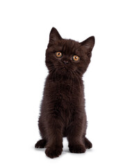 Naklejka na meble Cute chocolate British Shorthair cat kitten, standing on edge facing front. Looking towards camera with orange eyes. Isolated on white background.