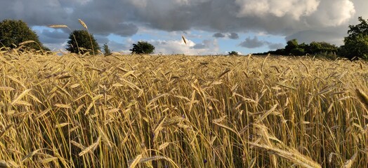 field of wheat